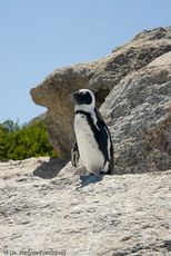 Brillenpinguin (39 von 148).jpg